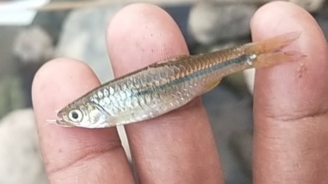 Sidestrap rasbora (Rasbora lateristriata) — Cyprinidae — 2