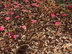 Paeonia × suffruticosa