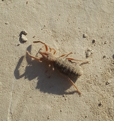 Gluvia dorsalis