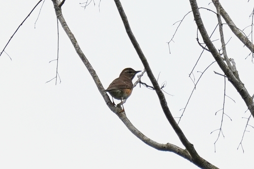 Eyebrowed Thrush (Turdus obscurus), photo 4