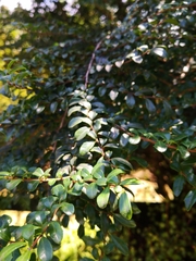 Azara microphylla