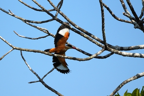Black-capped Kingfisher (Halcyon pileata), photo 4