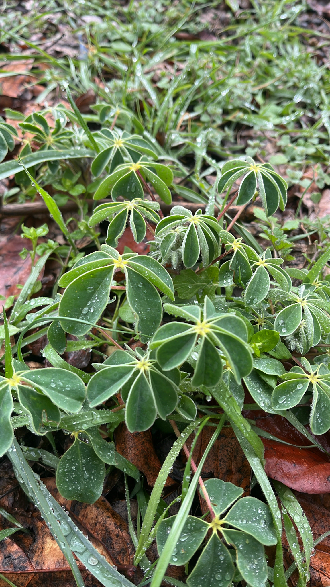 White lupin