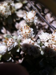 Antennaria rosulata