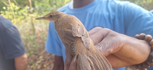 Great Reed Warbler