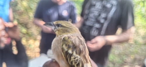 Black-headed Weaver