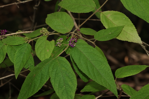 Velvet leaf (Callicarpa pedunculata)