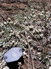 Antennaria rosulata