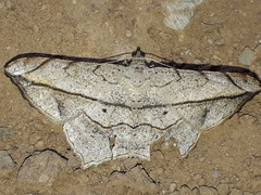 Chiasmia simplicilinea