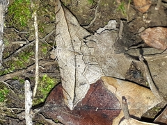 Chiasmia simplicilinea