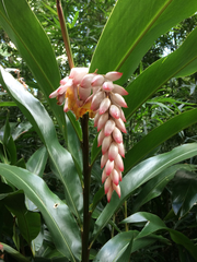 Alpinia nutans