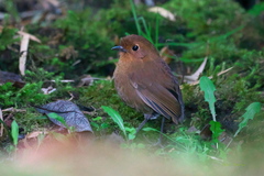 Grallaria saturata