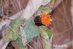Cnicothamnus lorentzii