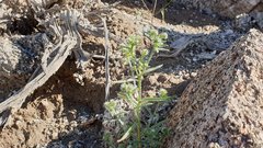 Cryptantha maritima maritima