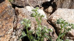 Cryptantha maritima maritima