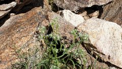 Cryptantha maritima maritima