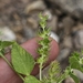 Acalypha subcastrata