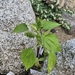 Acalypha subcastrata F.Aresch. 2
