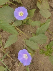 Ipomoea meyeri