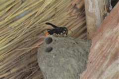 Synagris