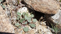 Chorizanthe corrugata