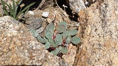 Chorizanthe corrugata