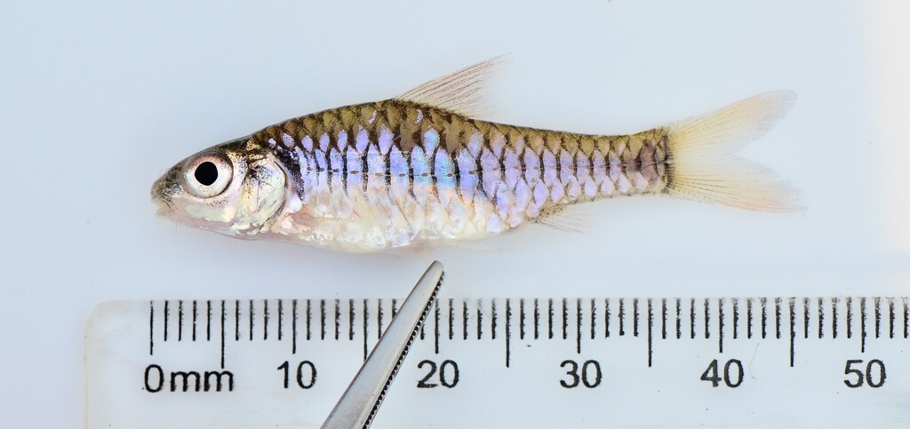 Congo dwarf barb (Clypeobarbus pleuropholis) — Cyprinidae