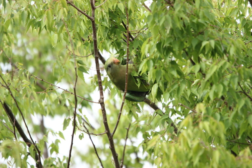 Superb Parrot (Polytelis swainsonii), photo 9