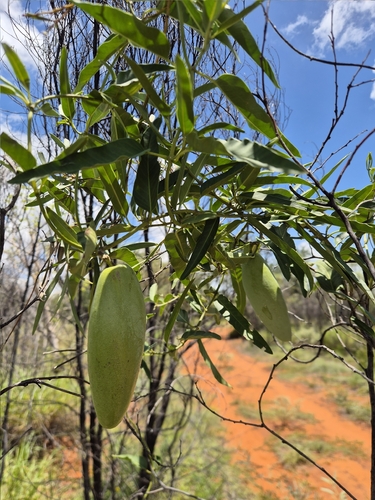 bush banana
