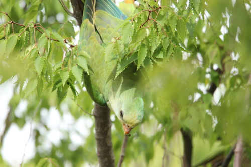 Superb Parrot (Polytelis swainsonii), photo 10