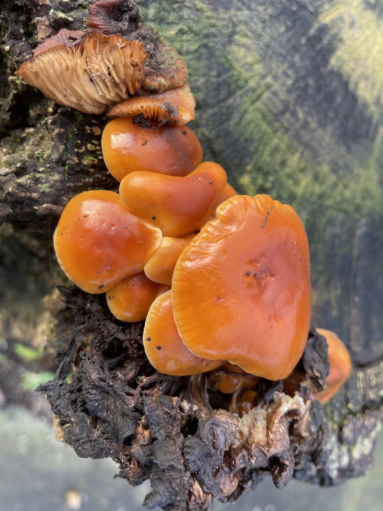 Flammulina · February 2026 · photo: © khopkins63 (iNaturalist, cc0)