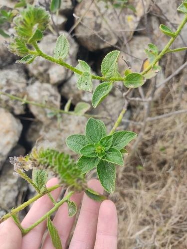 Echium stenosiphon, photograph 3