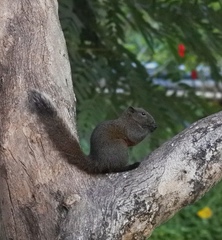 Callosciurus erythraeus