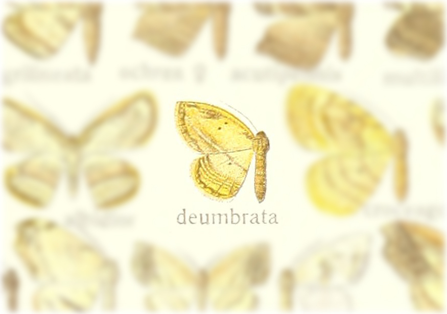 Drapetodes deumbrata