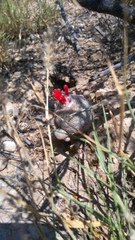 Epithelantha greggii