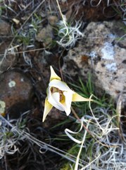 Calochortus ambiguus