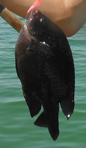 Arabian damsel (Pomacentrus arabicus) — Pomacentridae — 3