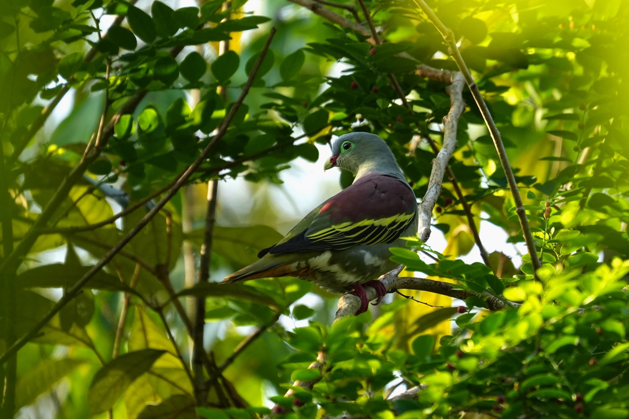 Thick-billed Green Pigeon (Treron curvirostra), photo 1