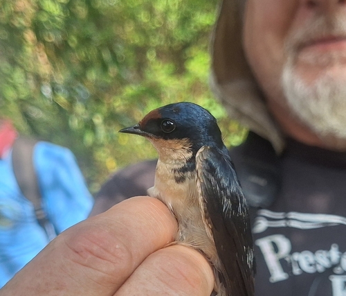 Ethiopian Swallow