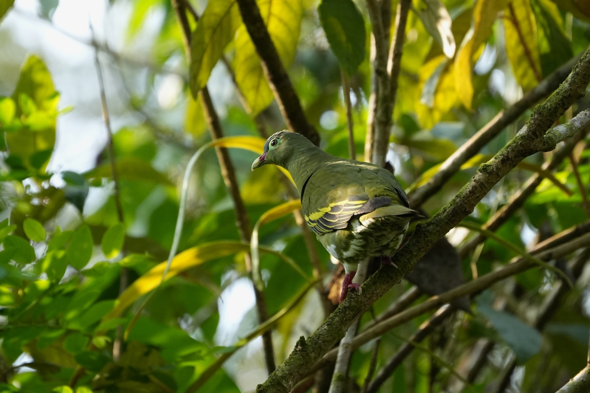 Thick-billed Green Pigeon (Treron curvirostra), photo 2