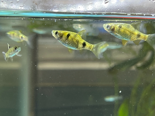 Dwarf barb (Pethia gelius) — Cyprinidae — 2