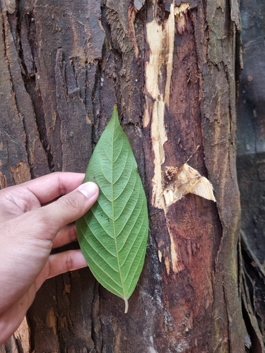 Neobalanocarpus heimii observed 2026-02-09