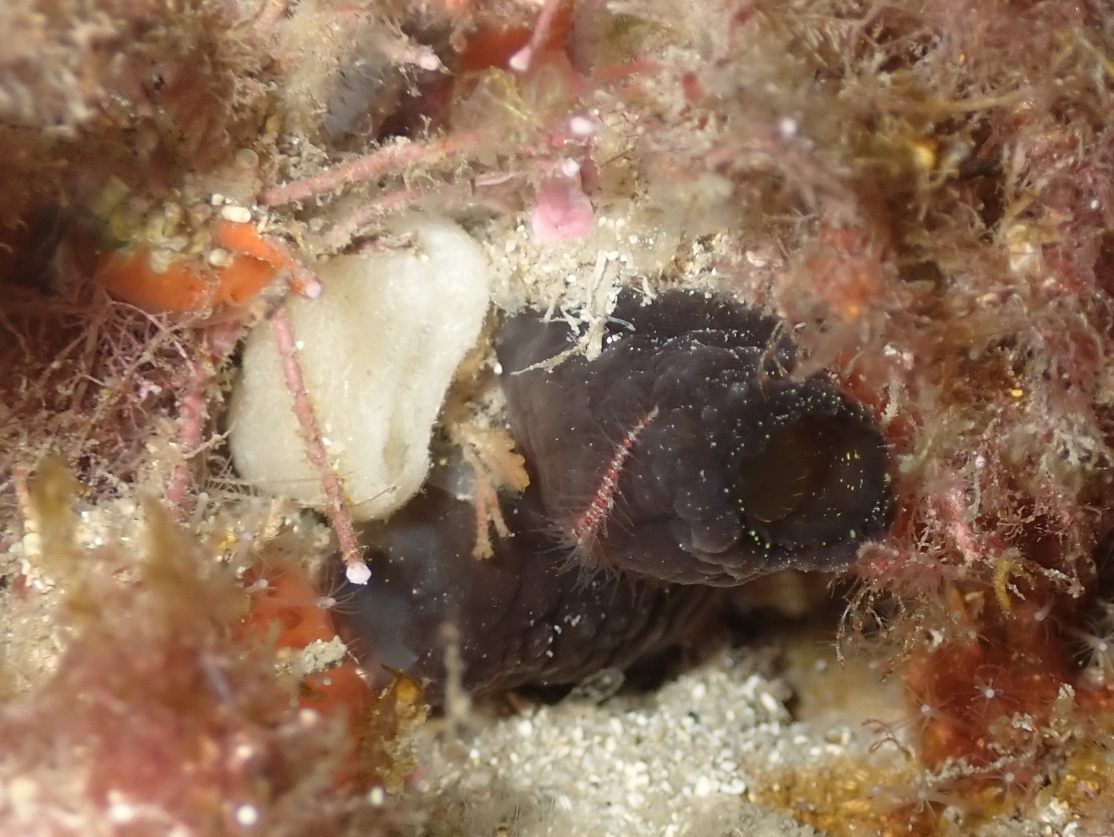 Phallusia fumigata (Grube, 1864)