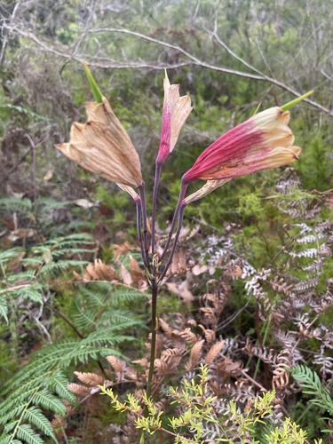 Blandfordia grandiflora, photograph 6