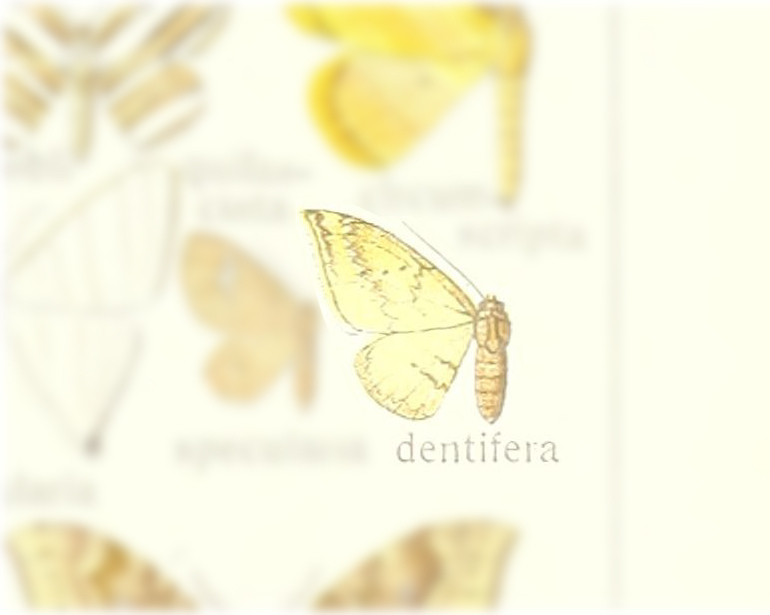 Drepana dentifera