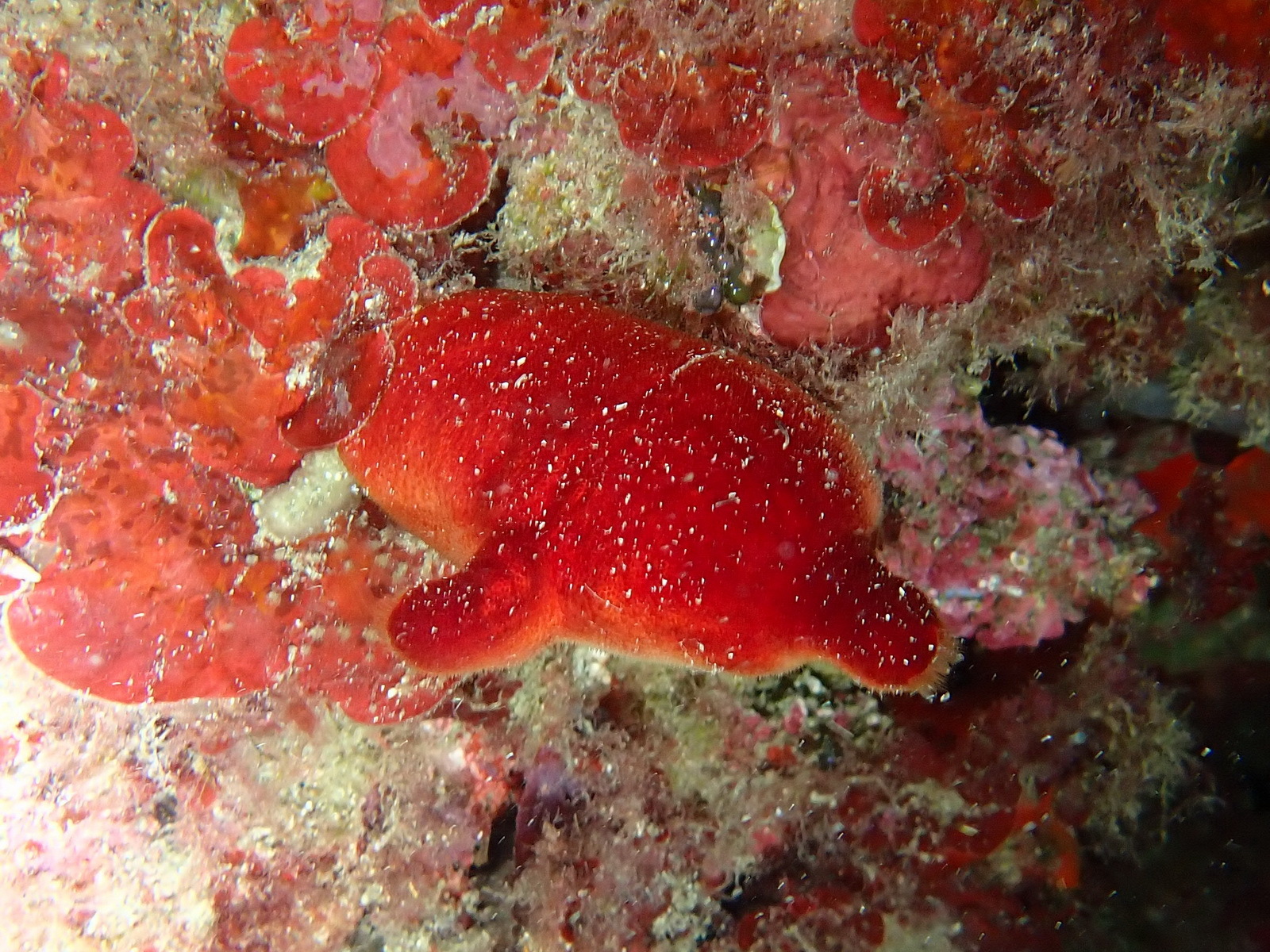 Halocynthia papillosa (Linnaeus, 1767)