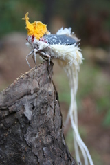 Cerogenes auricoma