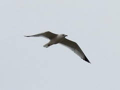 Larus delawarensis