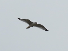 Larus delawarensis