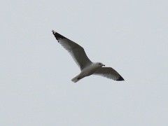 Larus delawarensis